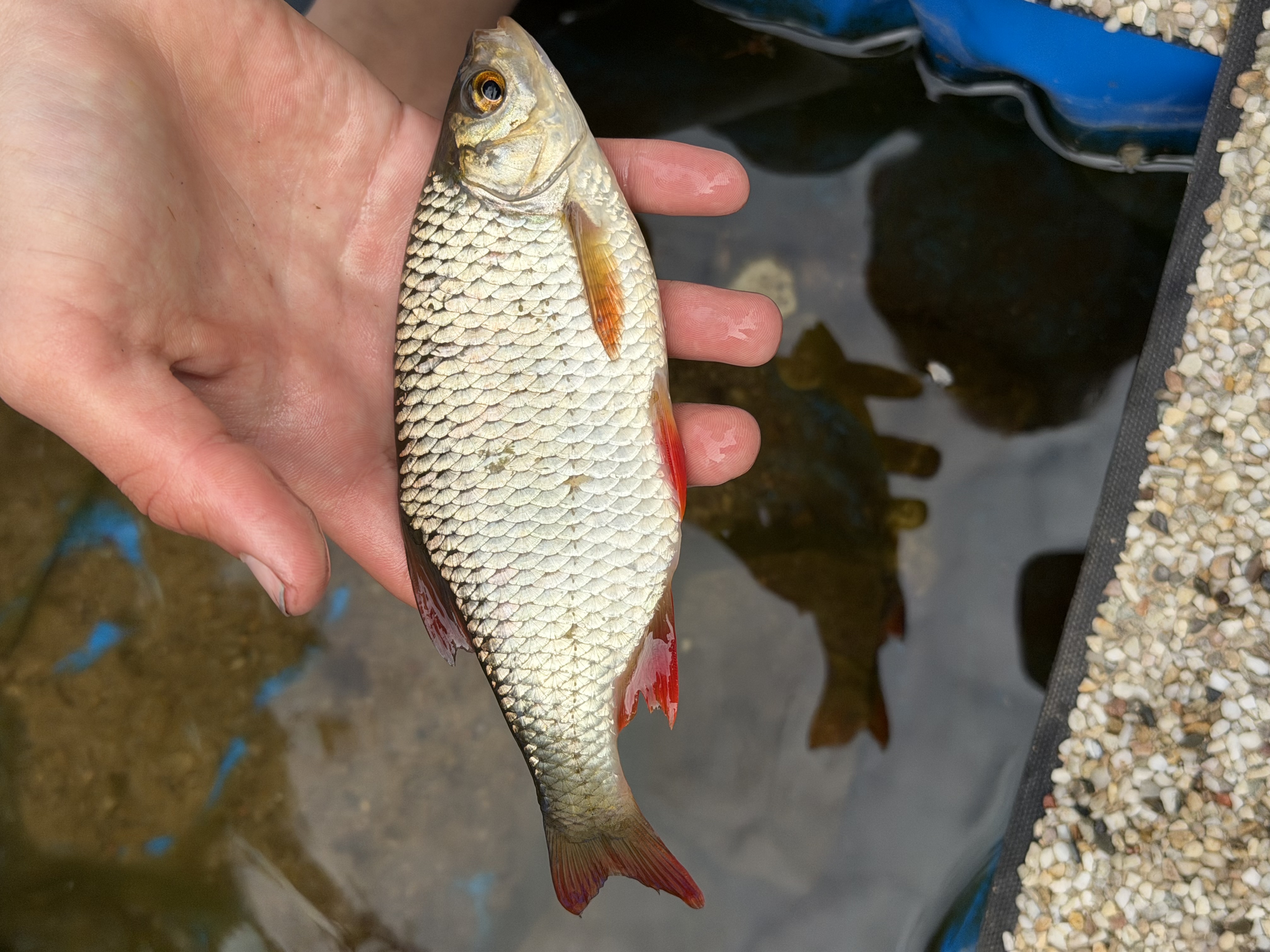 Wzdręga 10-25cm